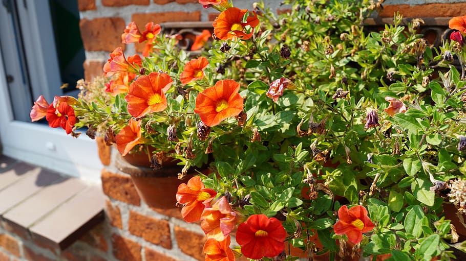 flowers, box, wall, orange, flowering plant, growth, freshness HD wallpaper