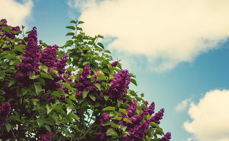 Purple, Flowers, Bloom, Spring, purple flower, nature, blue purple flower HD wallpaper