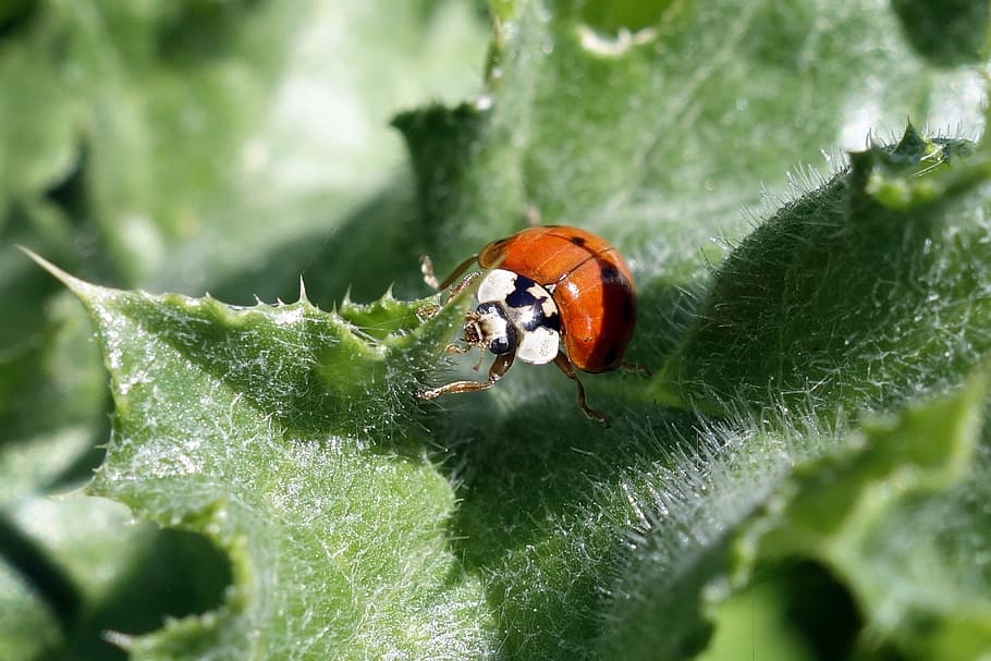 nature, ladybug, macro, insect, field, animal themes, invertebrate HD wallpaper
