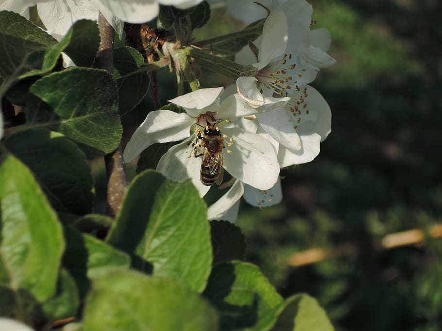 flowers, apple tree, bee, apple flower, bloom, blooming apple tree HD wallpaper