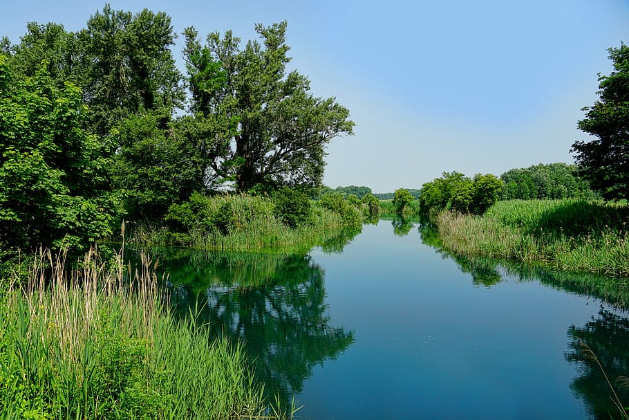 body of water near trees, nature, landscape, river, forest HD wallpaper