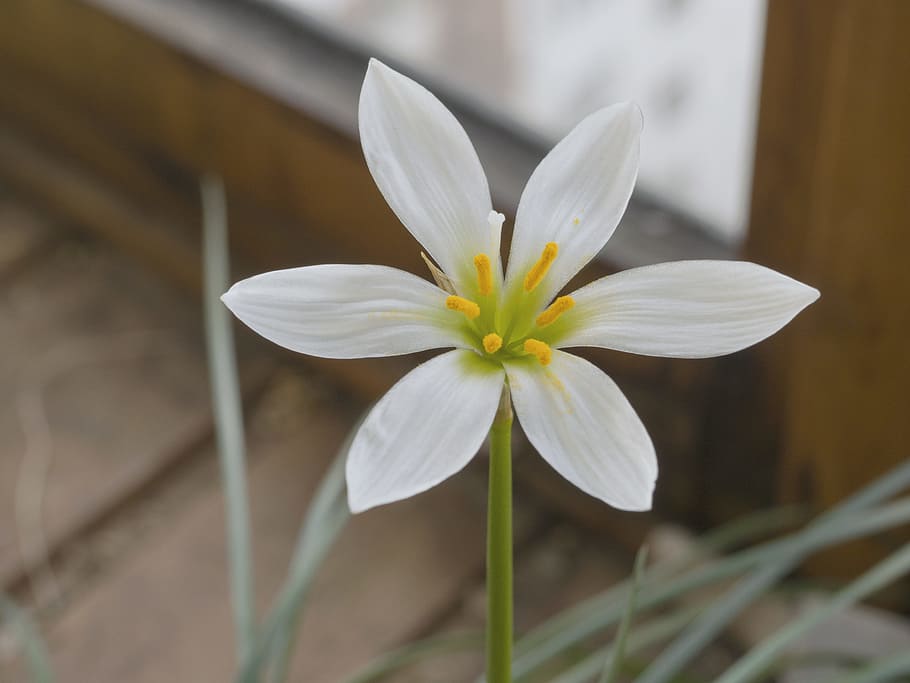 White 6 Petal Flower in Close Up Photography, bloom, macro, nature HD wallpaper