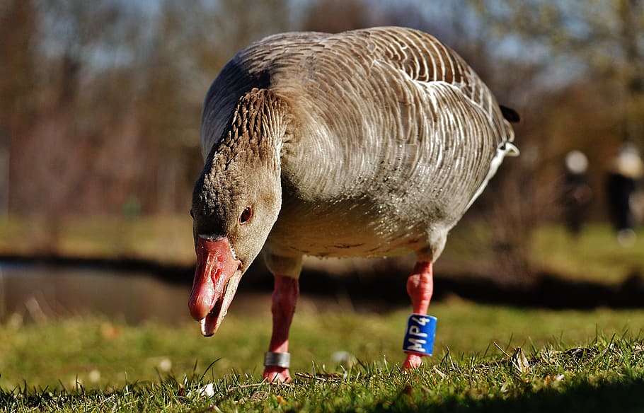 goose, bird, feather, bread, water bird, poultry, bill, plumage HD wallpaper