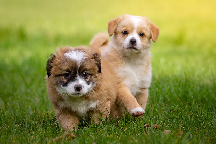 selective focus photography of two long-coated tan-and-white puppies running on green grass