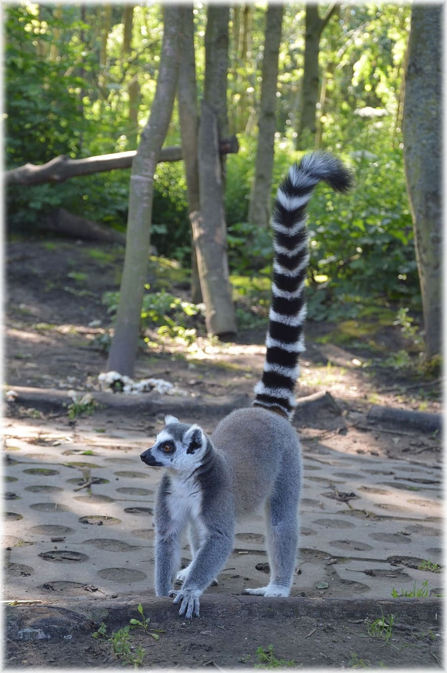 Ring-Tailed Lemur, Rare, Wild, Exotic, forest, jungle, species, HD wallpaper
