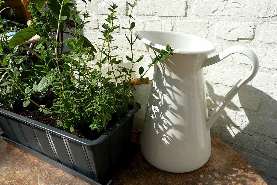 herbs, plant, pot, shadow, sun, garden, edible, nature, spice HD wallpaper