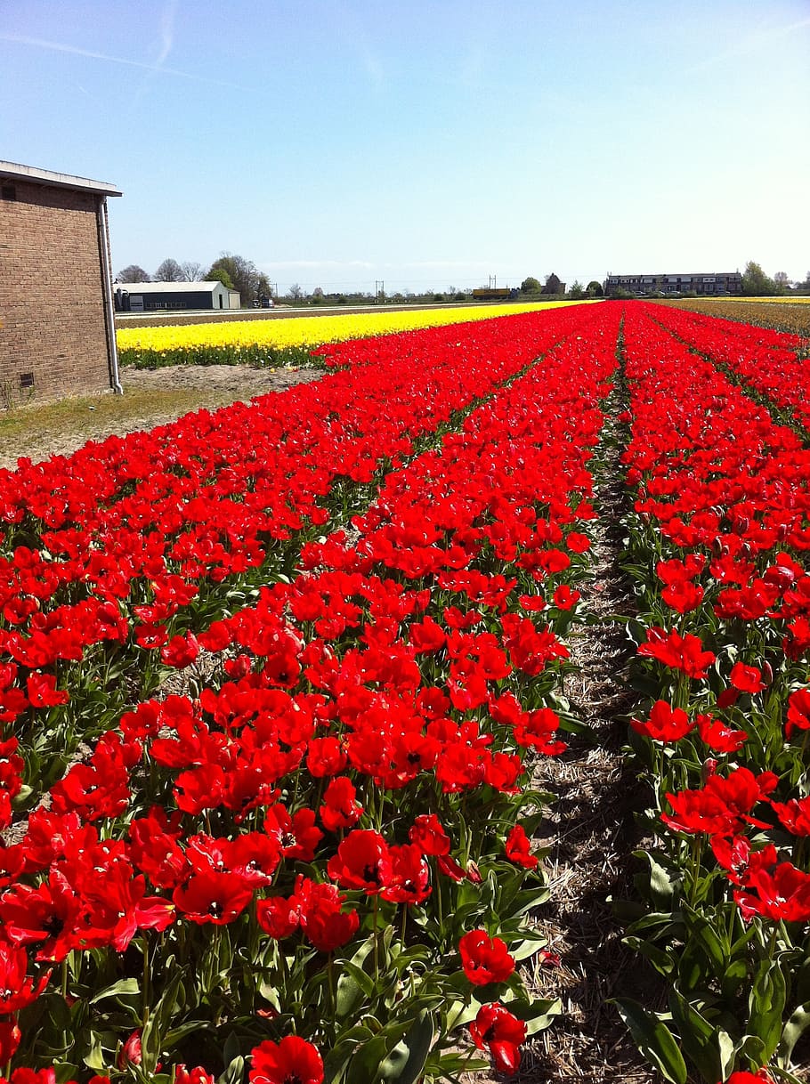 tullips, red, flowers, fields, netherlands, spring, holland HD wallpaper