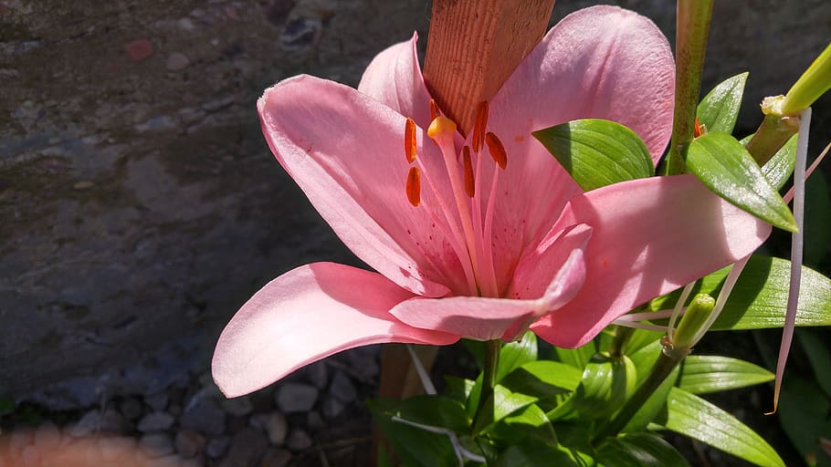 just, beautiful, kvіtka, flower, flowering plant, petal, fragility HD wallpaper