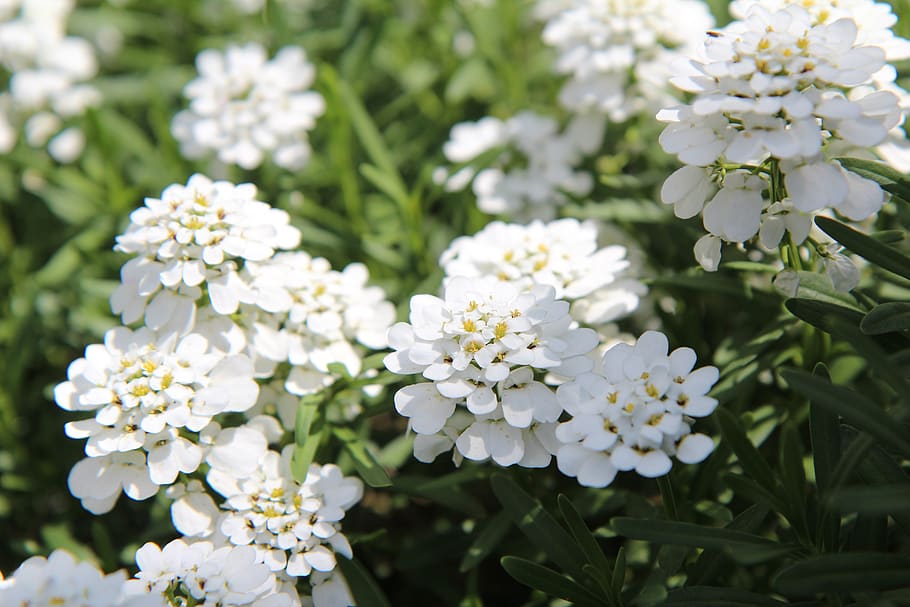 HD wallpaper: white flowers, perennial, rockery, flowering, flowering ...