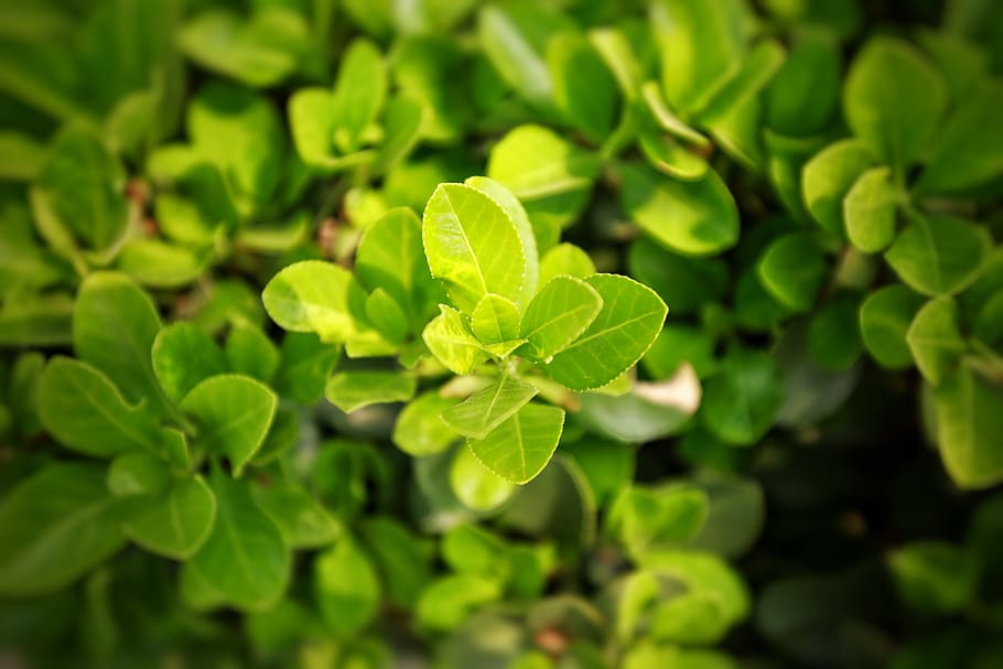 leaf, plant, nature, fresh, green color, plant part, growth HD wallpaper