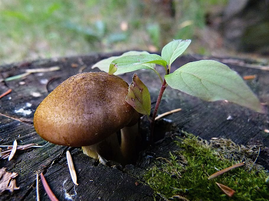 Wild, Mushroom, Tree, Stump, Leaves, forest, nature, autumn HD wallpaper