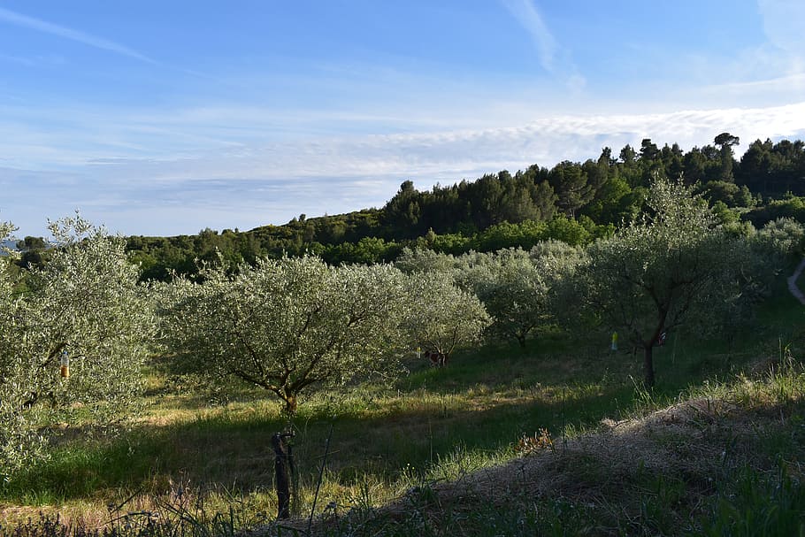 olive, tree, nature, plant, growth, sky, beauty in nature, tranquil scene HD wallpaper