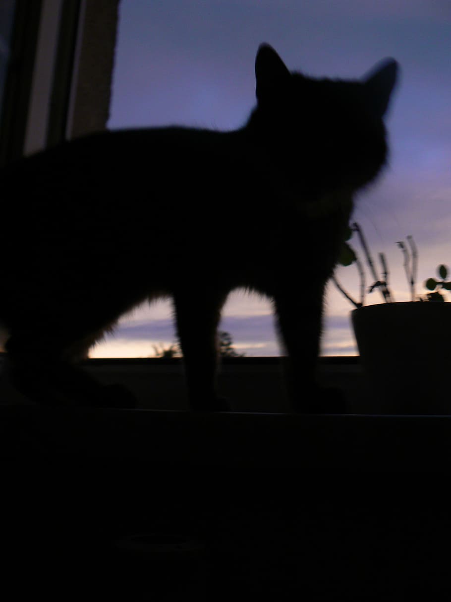 cat, silhouette, shadow, west, light and shadow, mammal, one animal HD wallpaper