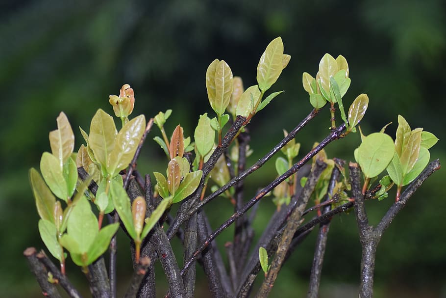 leaf, flora, growth, nature, tree, plant, plant part, close-up HD wallpaper