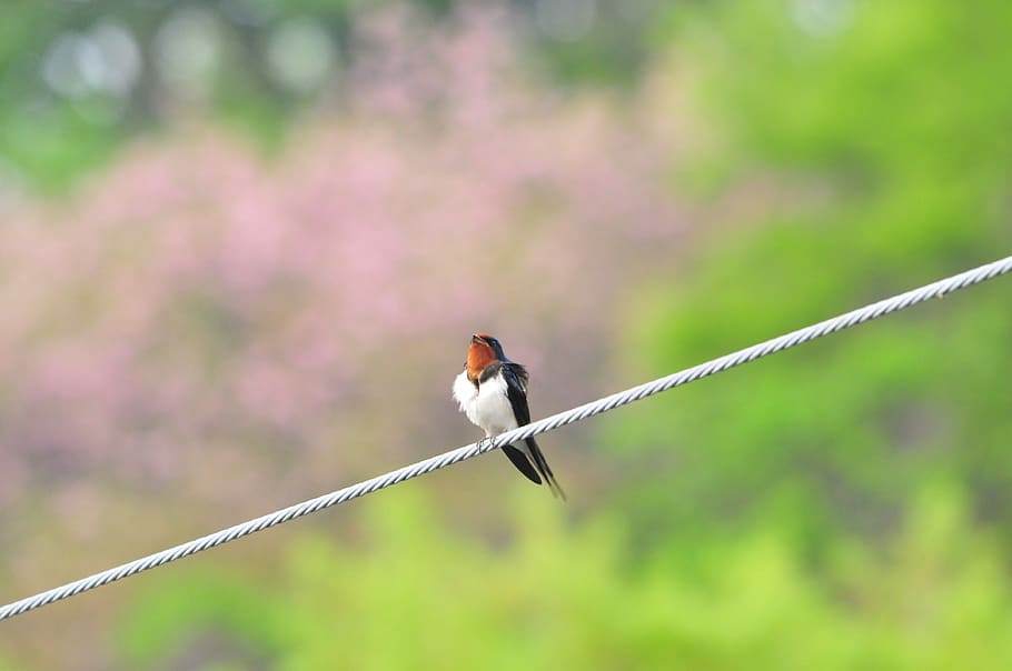 natural, bird, yan, swallow, animal themes, one animal, vertebrate HD wallpaper