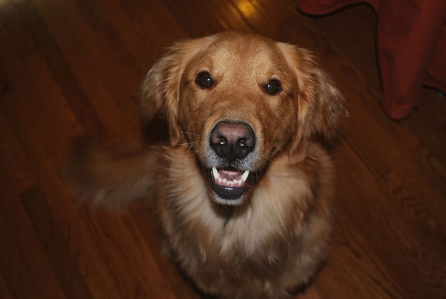 dog, labrador, retriever, smile, fur, teeth, one animal, canine HD wallpaper