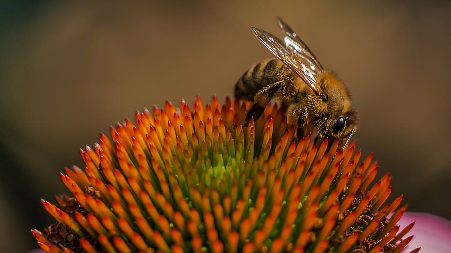 bumblebee on red flower, pollination, insect, honey bee, bees HD wallpaper