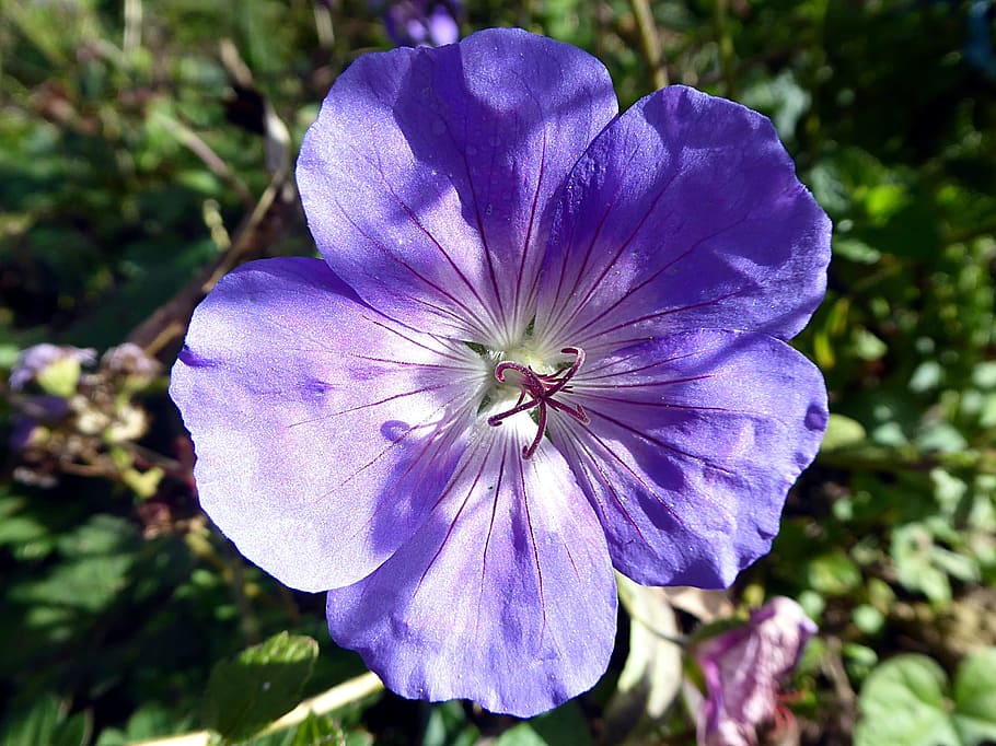 geranium, flower, blue, summer, flowering plant, freshness HD wallpaper