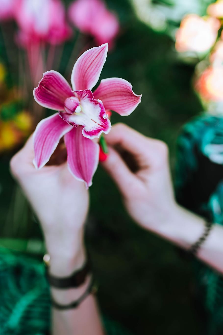 Colorful Exotic Flowers and Greenery, flora, leaf, leaves, tropical HD wallpaper