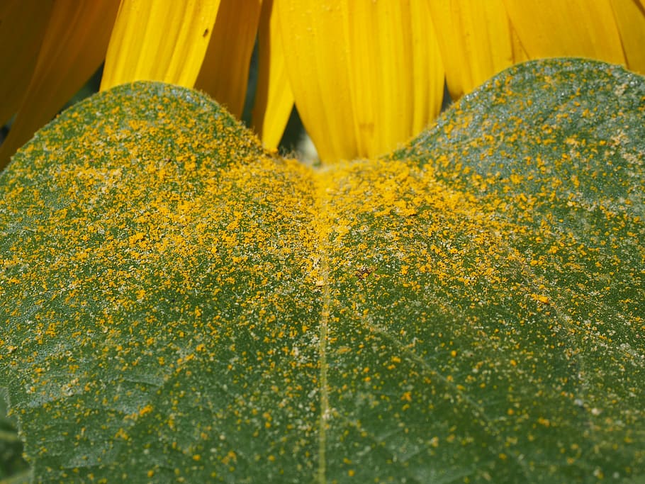 leaf, pollen, sunflower leaf, yellow, bee pollen, pollen grains HD wallpaper