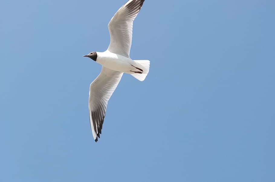 seagull, sky, kunming, fly, flying, animals in the wild, spread wings HD wallpaper