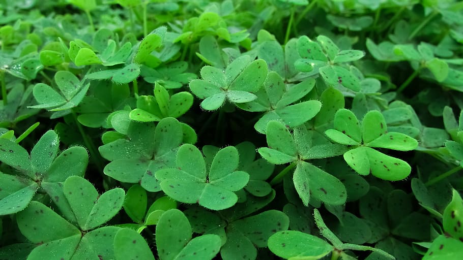 green leaves, shamrock, plant, leaf, clover, nature, grass HD wallpaper