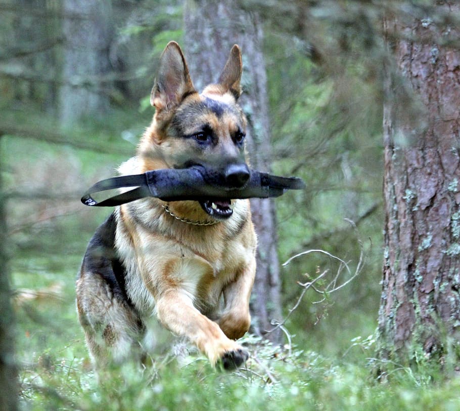 german shepherd dog, male, play, one animal, animal themes, HD wallpaper