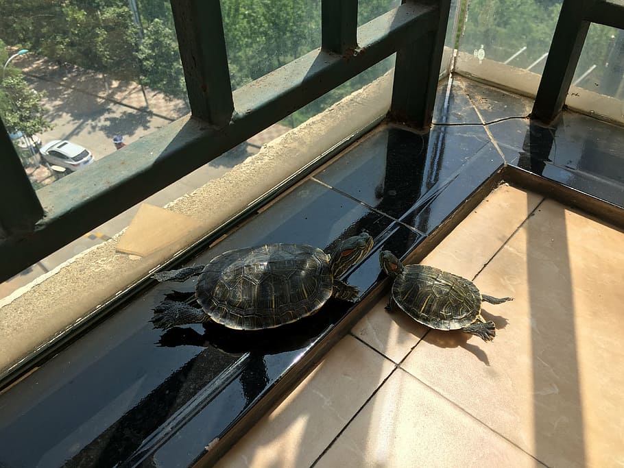 turtle, pet, relax, vertebrate, animal themes, reptile, one animal HD wallpaper