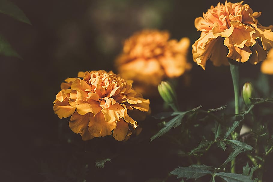 marigold, orange, orange flower, blossom, bloom, orange flowers HD wallpaper