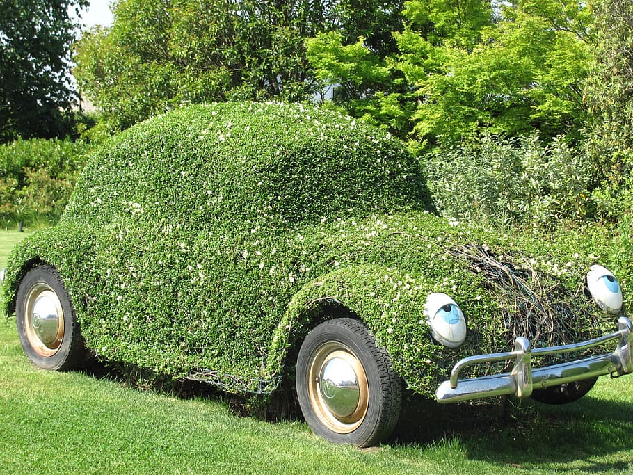 auto, beetle, flower, plants, green color, tree, mode of transportation HD wallpaper