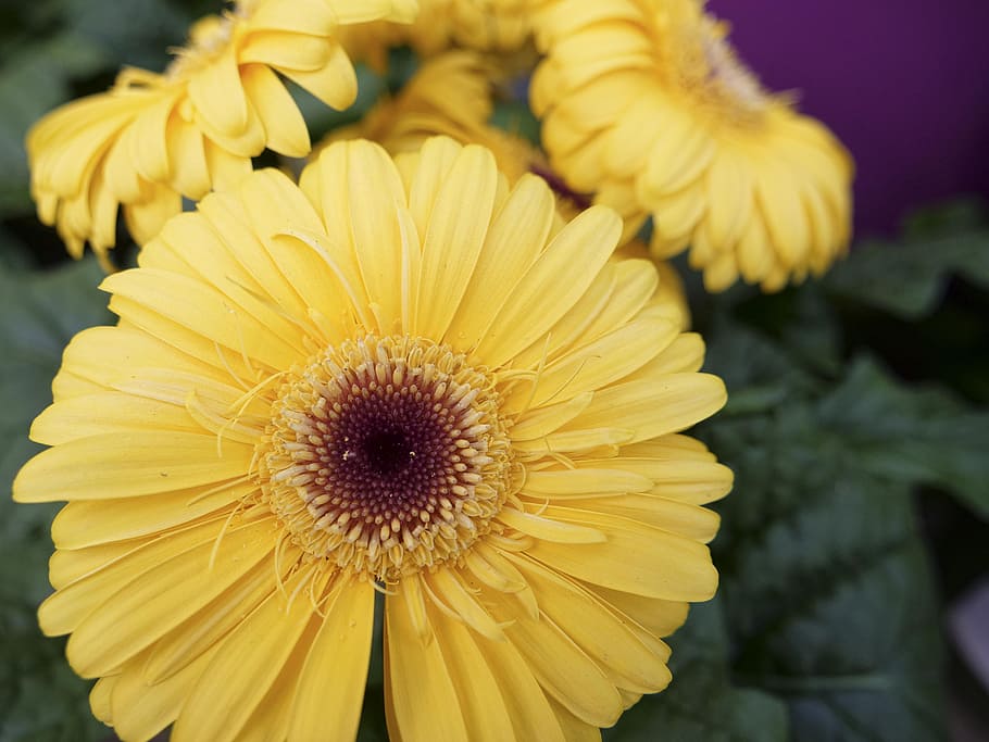 nature, flower, flora, summer, garden flower, blooming, leaf HD wallpaper
