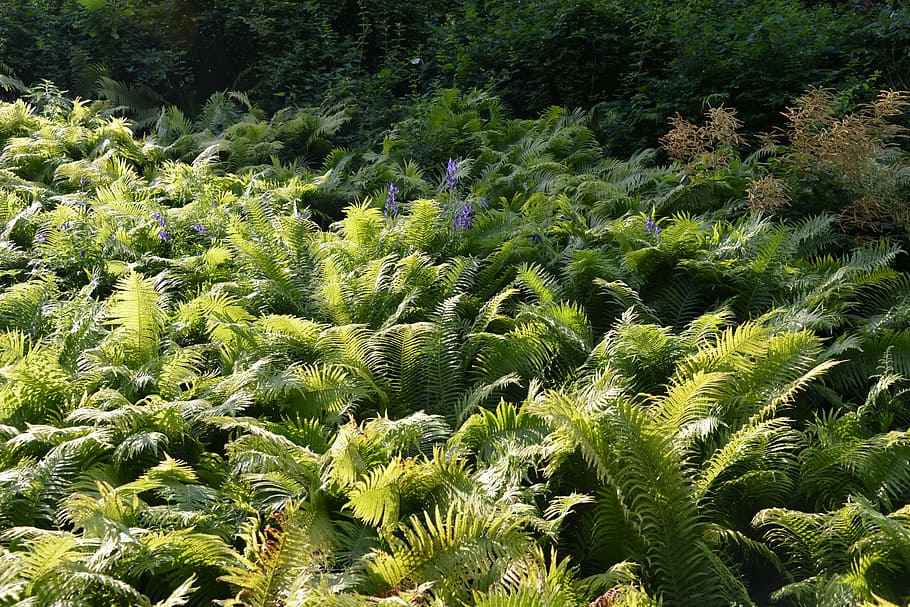 ferns, field, forest, landscape, green, bush, hill, plant, growth HD wallpaper