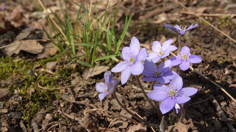 hepatica nobilis, podléška, spring flowers, purple flowers