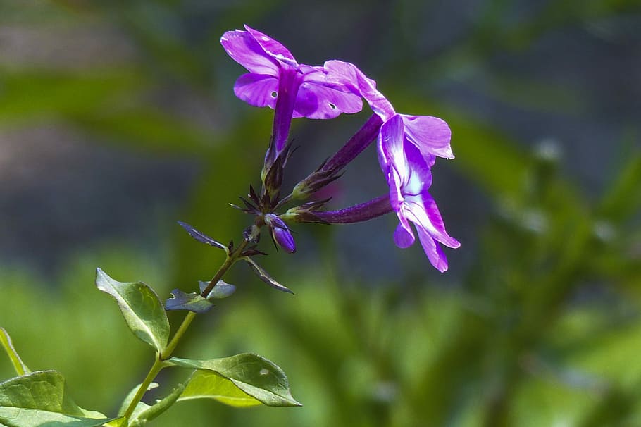 Purple, Flowers, Garden, Gardening, tiny, close-up, nature HD wallpaper