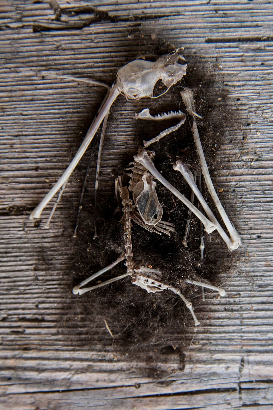 mouse, skeleton, bone pile, frame, dead, fur, hair, wood, plank HD wallpaper