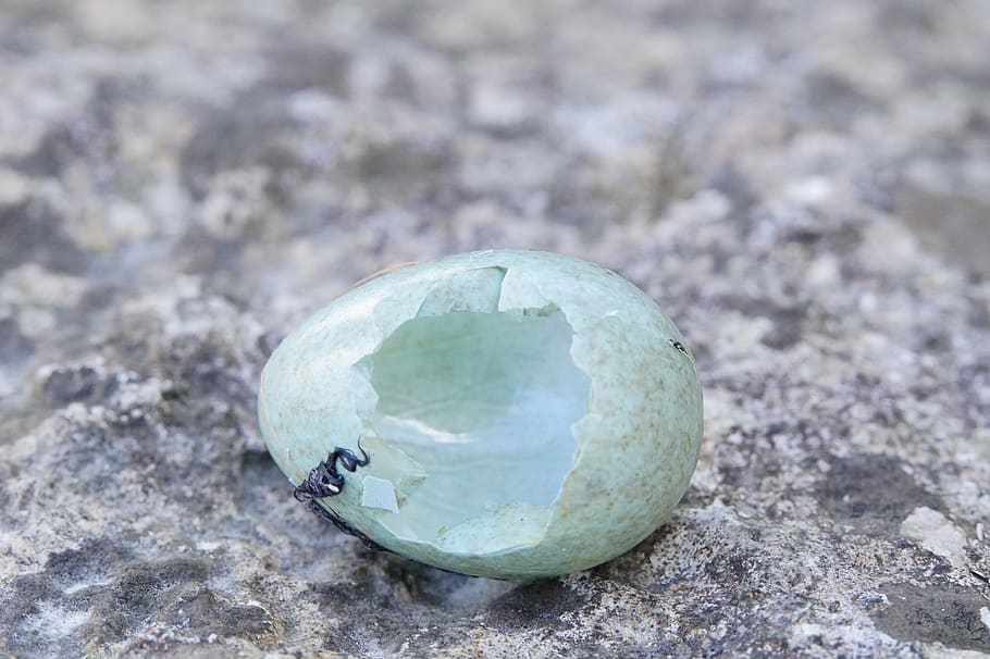 egg, amselei, blackbird, hatched, chicks, shell, eggshell, broken HD wallpaper