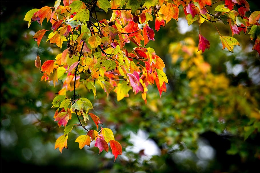 leaf, color, tree, section, autumn, season, plant, beauty in nature HD wallpaper