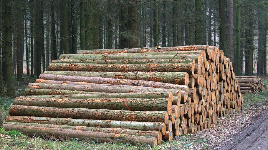 Tree Trunks, Forest, holzstapel, forestry, stack, large group of objects HD wallpaper