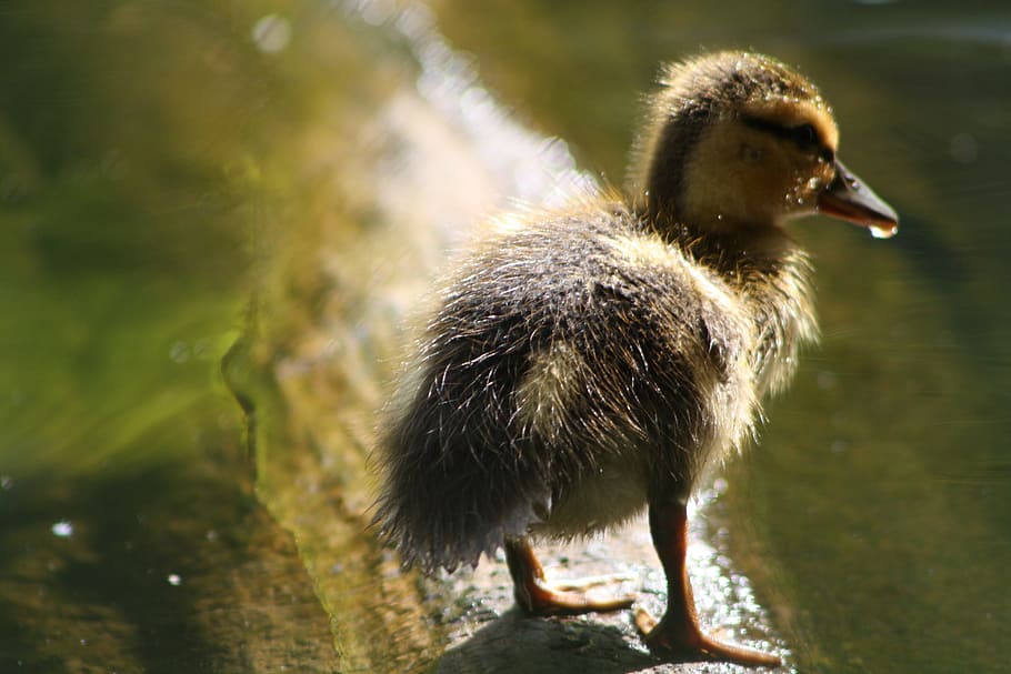 duck, pond, nature, bird, waterfowl, wildlife, wilderness, park HD wallpaper