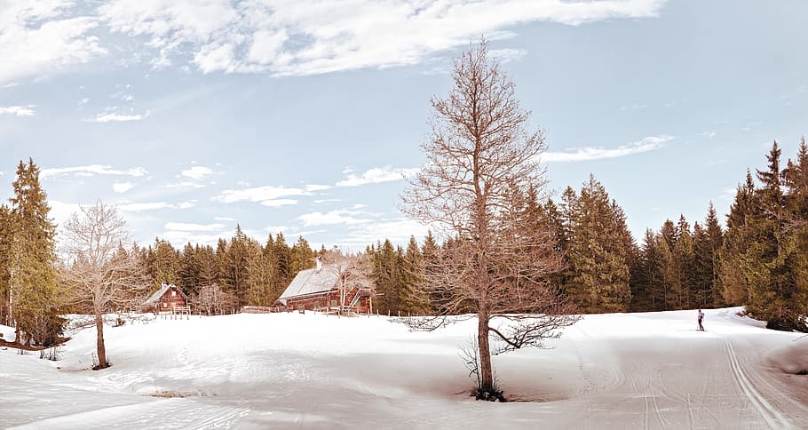 grey asphalt road surrounded by trees, man ice skating beside green leaf tree and house HD wallpaper