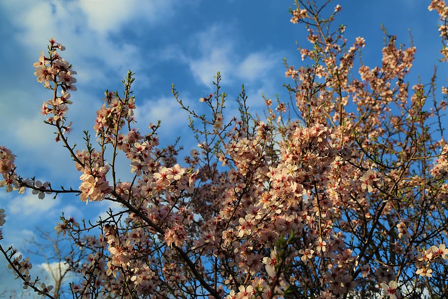 tree, almond, nature, blue sky, spring, plant, low angle view HD wallpaper