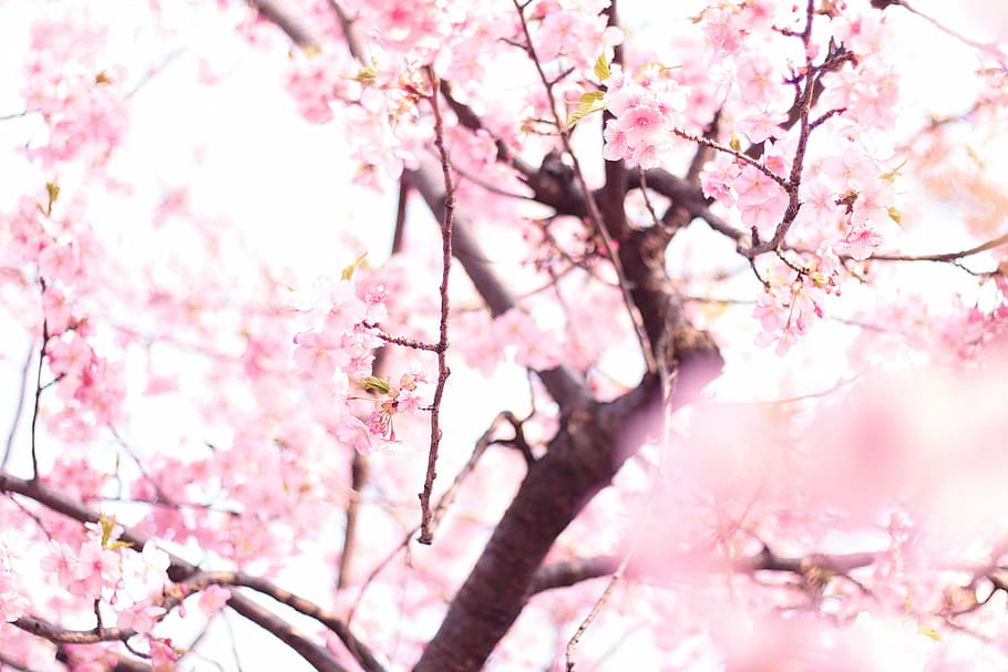 photo of Cherry Blossoms tree, pink Color, nature, springtime HD wallpaper
