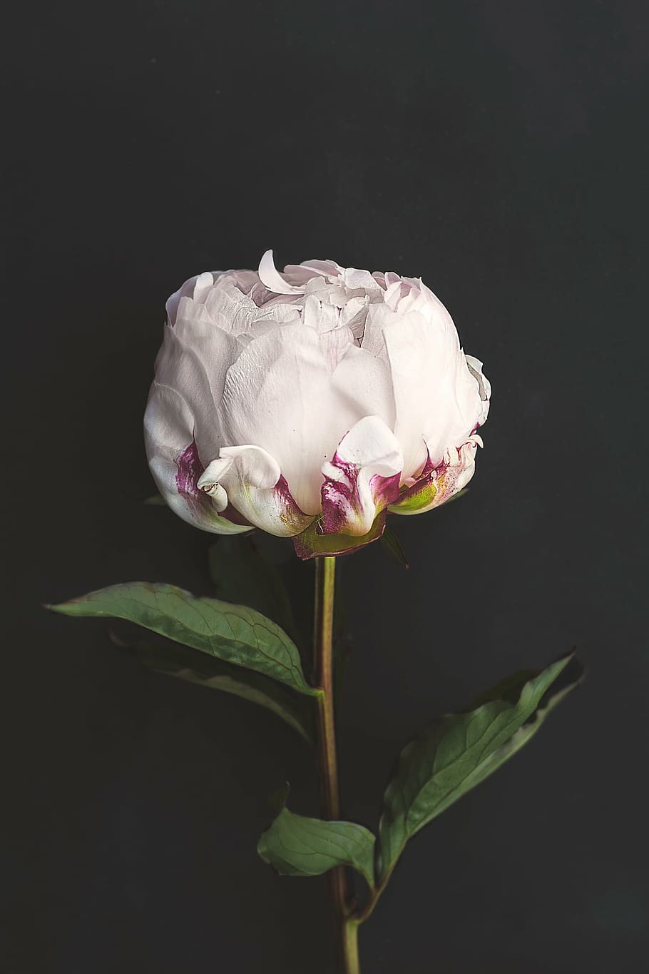 portrait shot of a white peony, flower, bloom, blossom, closeup HD wallpaper