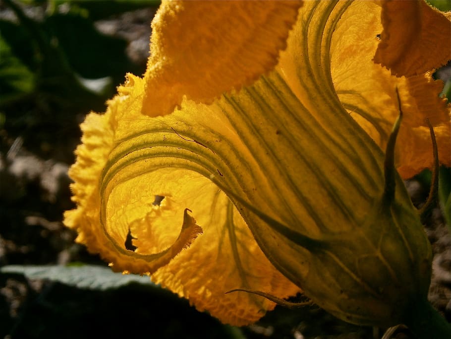 flower, pumpkin, vegetable, nature, flowering plant, yellow HD wallpaper