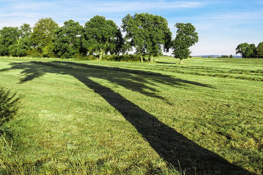 tree, shadow, large, perspective, late summer, nature, landscape HD wallpaper