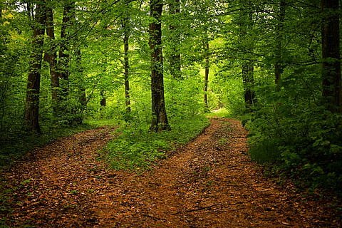 road path and green leaf tree, forest, nature, season, woods HD wallpaper