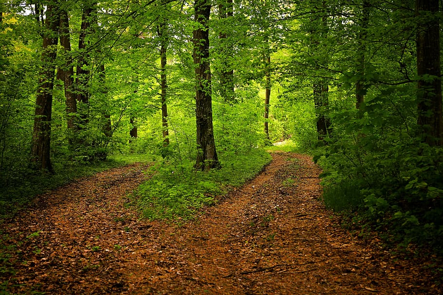 road path and green leaf tree, forest, nature, season, woods HD wallpaper