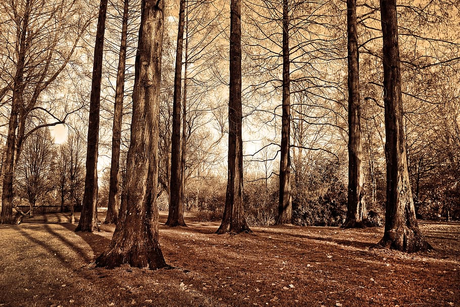 trees, tall trees, trunks, bare trees, deciduous, grove, park HD wallpaper