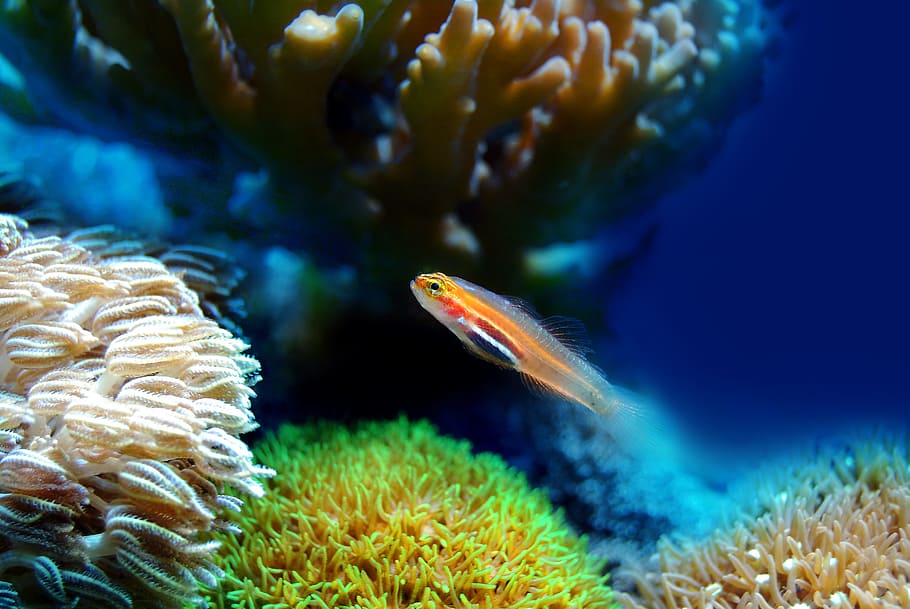 orange cichlid, fish, coral, sea, underwater, reef, marine, ocean, HD wallpaper