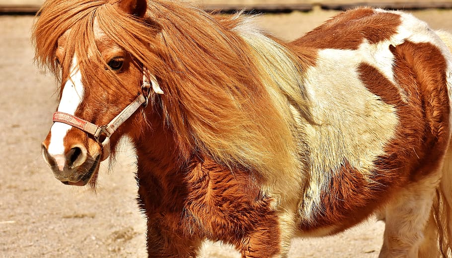 HD wallpaper: pony, horse, cute, animal, funny, nature, seahorses, play,  mane | Wallpaper Flare